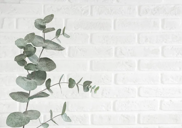 Eucalyptus branch isolated on bright background, studio shot. Decorative plant hanging on the brick wall in trendy Scandinavian color with space for text.