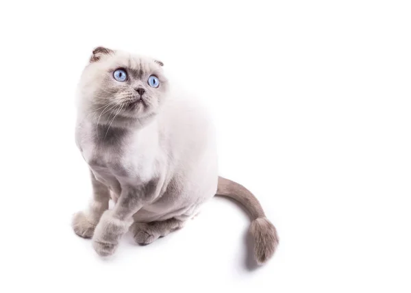 Scottishfold gatto tagliato da un toelettatore come un leone, alza lo sguardo, su uno sfondo bianco — Foto Stock