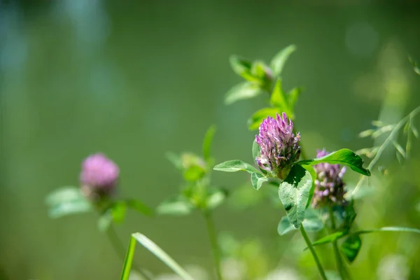 Makro fotoğraf doğa alanı kırmızı yonca çiçek açan. Pembe çiçekler ile arka plan doku yeşil yonca. Çiçekli yonca bir alan bir görüntü. — Stok fotoğraf