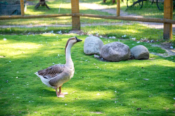 Seitenansicht der weißen Gans auf grünem Gras — Stockfoto