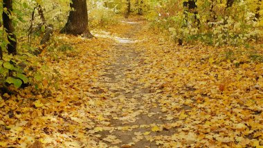 Ormanda sonbahar ağaçları