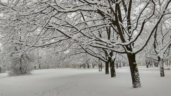Studená zima městského parku v mlze se sněhem uvedené kmeny stromů — Stock fotografie