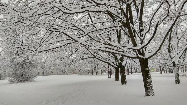 Freddo parco urbano invernale in nebbia con tronchi d'albero innevati — Foto Stock