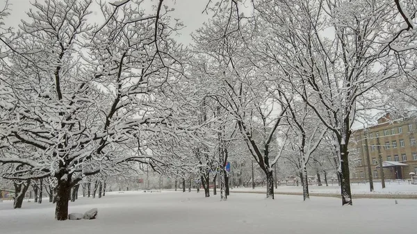 Frio parque da cidade de inverno em névoa com troncos de árvores cobertas de neve — Fotografia de Stock