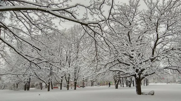 Холодний зимовий міський парк в тумані з засніженими стовбурами дерев — стокове фото