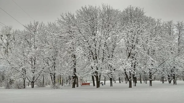 Koude winter stadspark in nevel met sneeuw bedekt boomstammen — Stockfoto