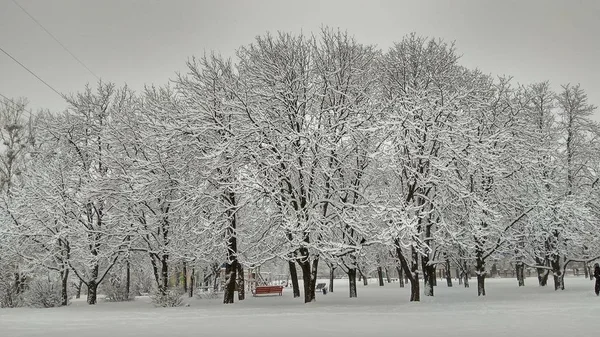 Холодний зимовий міський парк в тумані з засніженими стовбурами дерев — стокове фото