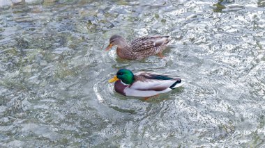 Yiyecek aramaya kışın ördekler. Ördeklere yem. Ördek sürüsü, gıda, sahile istenen almak umuduyla, hemen hemen tüm bakmak için bekliyor