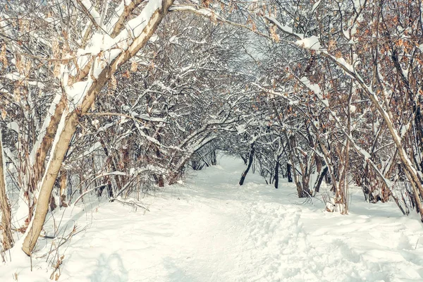 Paisaje Invernal Las Ramas Gruesas Los Árboles Cubiertos Con Nieve — Foto de Stock