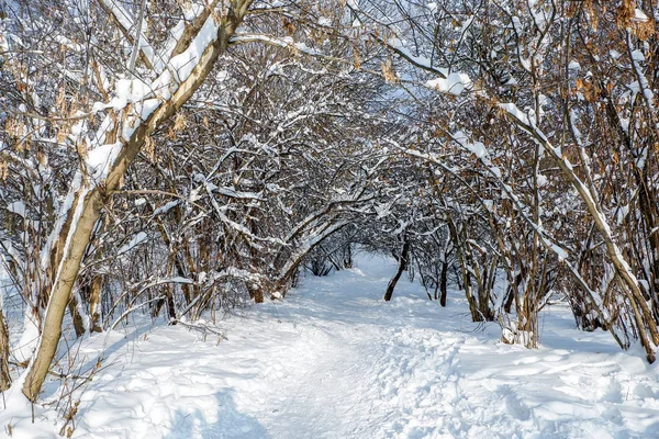 Winterlandschap Dikke Takken Van Bomen Bedekt Met Pluizig Sprankelende Sneeuw — Stockfoto
