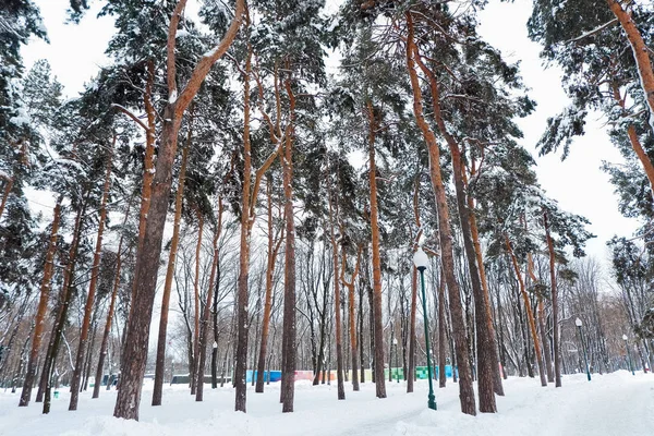 Stammen Van Bomen Bedekt Met Sneeuw Winterlandschap Wit Sneeuwt Covers — Stockfoto