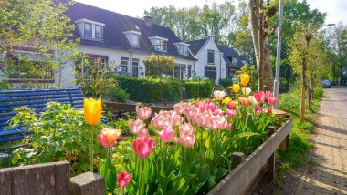 Mavi gökyüzü ve lale alan manzara, geleneksel Hollanda, Hollanda, Avrupa