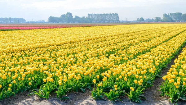 Modrá obloha a Tulipán polní krajina, tradiční holandština, Nizozemsko, Evropa — Stock fotografie