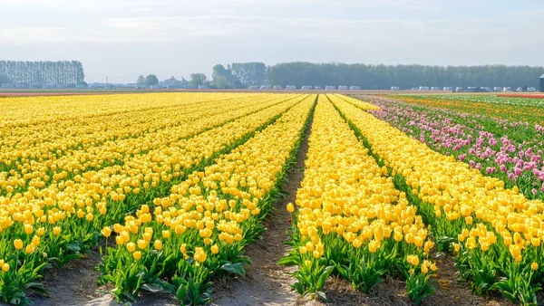 Blå himmel og tulipanfeltlandskap, tradisjonell dutch, Nederland, Europa – stockfoto