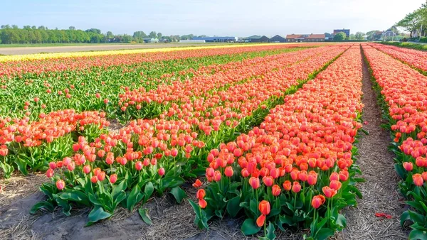 Синє небо та тюльпан польовий пейзаж, традиційна нідерландська, Нідерланди, Європа — стокове фото
