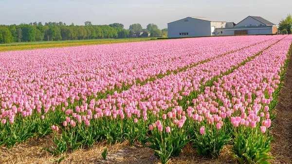 Langit biru dan pemandangan lapangan tulip, Belanda, Eropa — Stok Foto