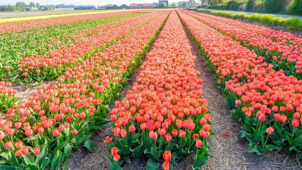 Kék ég és tulipán mező táj, tradicionális holland, Hollandia, Európa — Stock Fotó