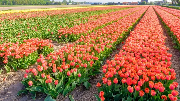 Langit biru dan pemandangan lapangan tulip, Belanda, Eropa — Stok Foto