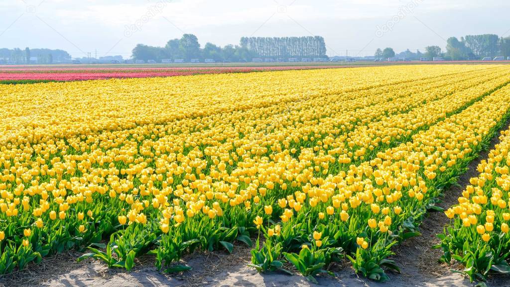 Blue sky and tulip field landscape, traditional dutch, Netherlands, Europe