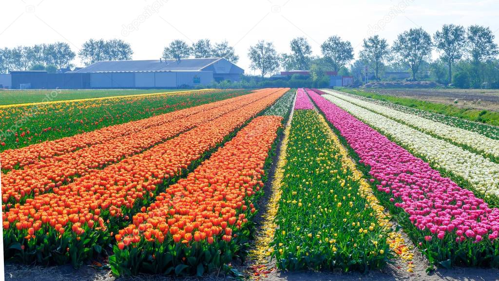 Blue sky and tulip field landscape, traditional dutch, Netherlands, Europe