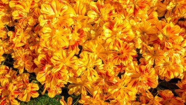 Çiçek bahçesi Keukenhof çiçekli laleler çiçeklenme, renkli arka plan, Hollanda