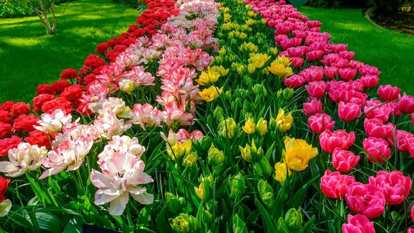 Blooming tulips flowerbed in flower garden Keukenhof, colourful background, Holland — Stock Photo, Image