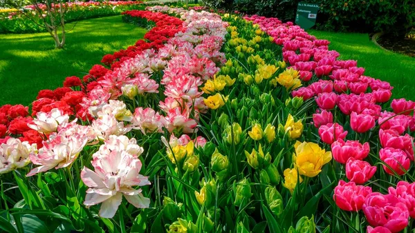 Blooming tulips flowerbed in flower garden Keukenhof, colourful background, Holland — Stock Photo, Image