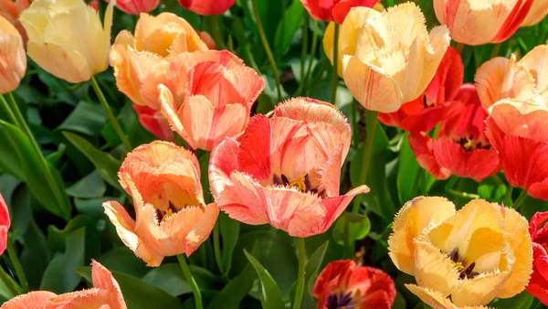 Blooming tulips flowerbed in flower garden Keukenhof, colourful background, Holland — Stock Photo, Image