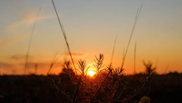 Feliz nuevo concepto del día: salida del sol del verano sobre el hermoso campo y el cielo impresionante — Foto de Stock