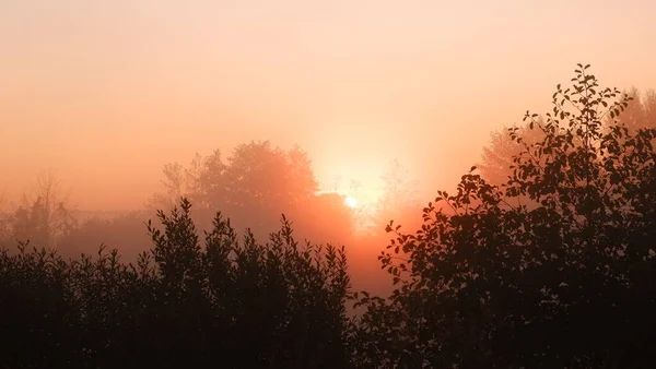 Amanecer brumoso en el río, hermosa mañana de verano en madera con rayos de sol y una niebla del río — Foto de Stock