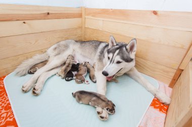 Husky anne ve yavruları