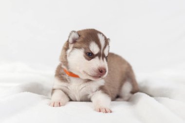 Kırmızı köpek yavrusu husky yalnız Sibirya