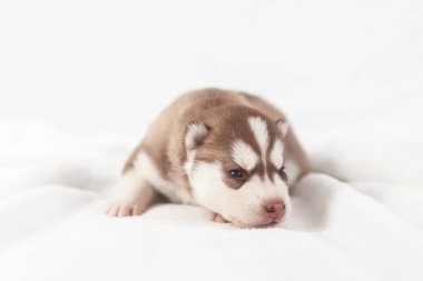 Kırmızı köpek yavrusu husky yalnız Sibirya