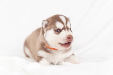 Kırmızı köpek yavrusu husky yalnız Sibirya