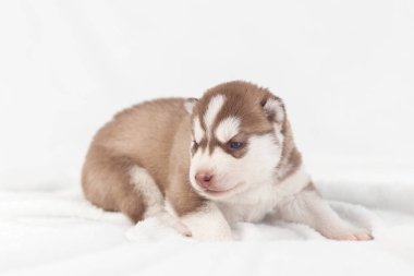 Kırmızı köpek yavrusu husky yalnız Sibirya