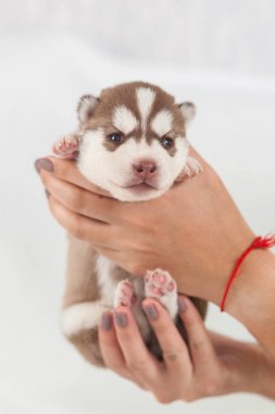 Kırmızı köpek yavrusu husky yalnız Sibirya