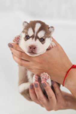Kırmızı köpek yavrusu husky yalnız Sibirya