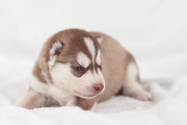 sevimli Sibirya Husky Köpek yavrusu yalnız