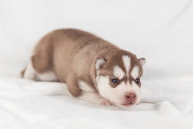 sevimli Sibirya Husky Köpek yavrusu yalnız
