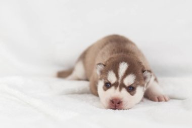 sevimli Sibirya Husky Köpek yavrusu yalnız