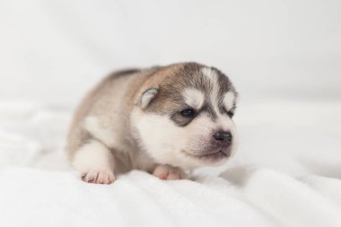 sevimli Sibirya Husky Köpek yavrusu yalnız