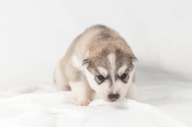 sevimli Sibirya Husky Köpek yavrusu yalnız