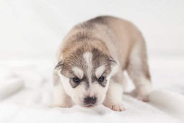 sevimli Sibirya Husky Köpek yavrusu yalnız