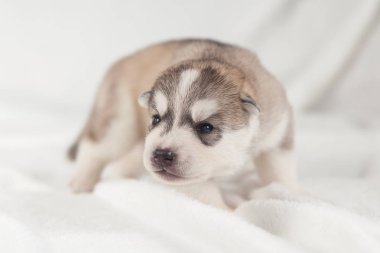 sevimli Sibirya Husky Köpek yavrusu yalnız