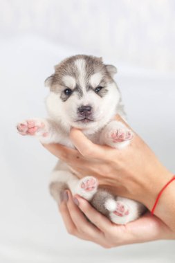 sevimli Sibirya Husky Köpek yavrusu yalnız