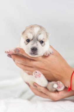 elinde sibirya Husky köpek yavrusu