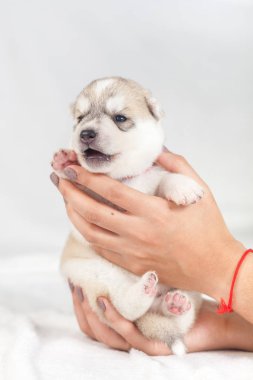 elinde sibirya Husky köpek yavrusu