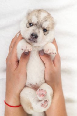 elinde sibirya Husky köpek yavrusu