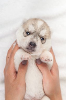 elinde sibirya Husky köpek yavrusu