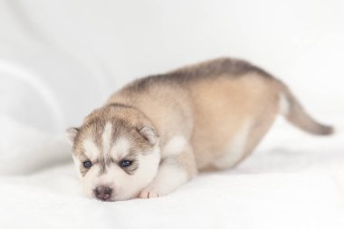 Sibirya Husky köpek yavrusu bir ay